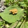 Imán para nevera - miniatura del "Coquí de la Montaña"