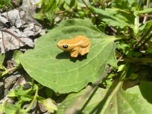 coqui común Imán para nevera - miniatura del "Coquí de la Montaña"