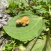 Imán para nevera - miniatura del "Coquí Común"