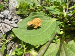 coqui montaña Imán para nevera - miniatura del "Coquí Común"